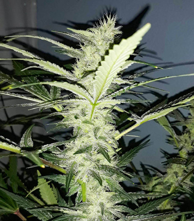 Boy Scout Cookies (Kalashnikov Seeds) семена конопли