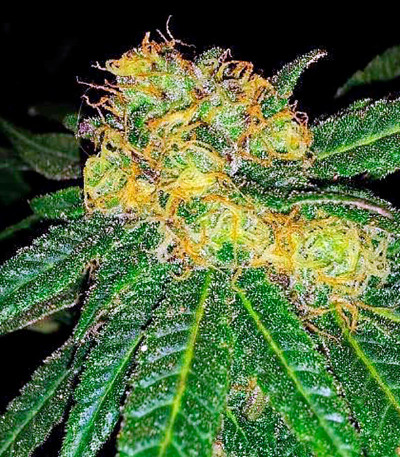 Caboose fem (Strain Hunters) семена конопли