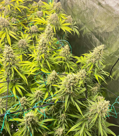 Dozy Whale fem (AlphaFem Seeds) семена конопли