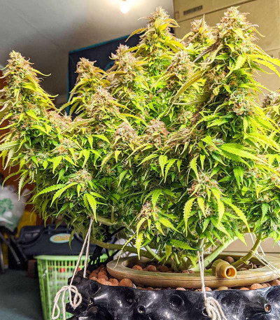 Gorilla Glue Auto fem семена конопли