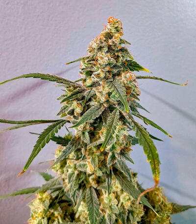 Keepers OG Autoflower fem (Seedkeepers) семена конопли