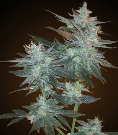 LA Ultra fem (Resin Seeds) семена конопли
