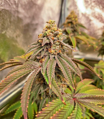 Nutter Budder fem (Humboldt Seed Company) семена конопли