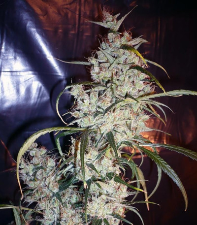 Silver Haze #9 fem (Sensi Seeds) семена конопли
