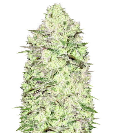 Thunderstruck fem (Sumo Seeds) семена конопли