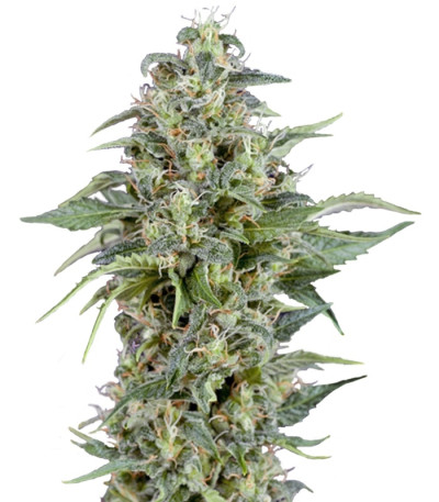 Auto Kryptonite fem (Pyramid Seeds) семена конопли