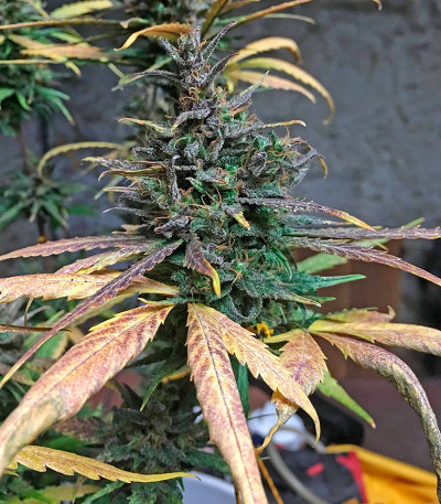 Crystal METH Auto fem (FastBuds) семена конопли