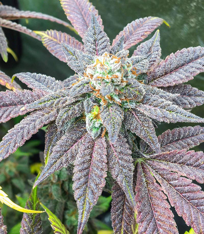 Dozy Breath fem (AlphaFem Seeds) семена конопли