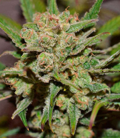 G14 auto fem (FastBuds) семена конопли