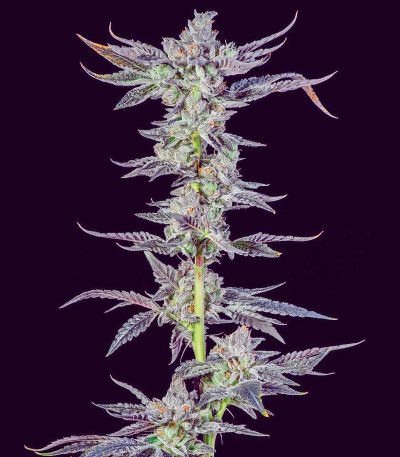 High Society fem (Compound Genetics) семена конопли