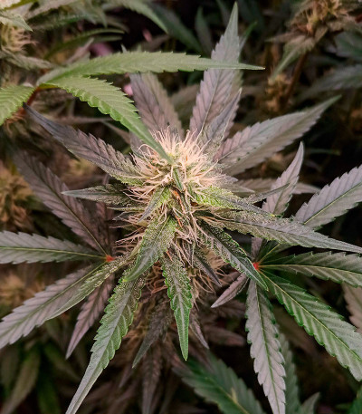Orange Apricot Glue XL Auto fem (Sweet Seeds) семена конопли