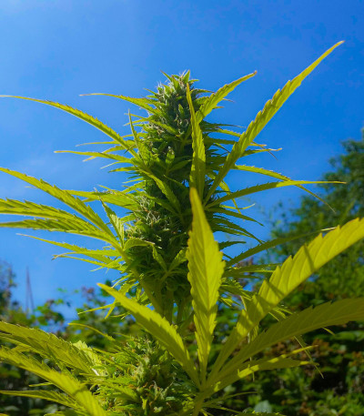 Rhino Ryder Auto fem (FastBuds) семена конопли