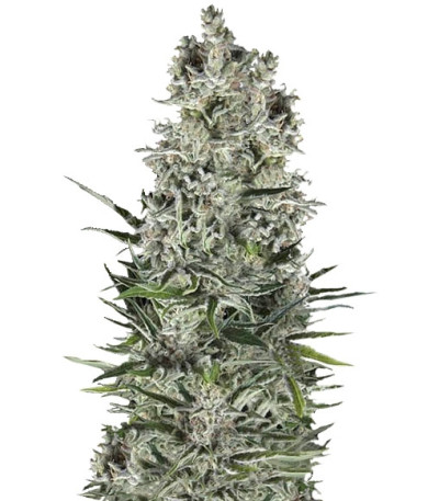 Super Cheese Auto fem (Trikoma Seeds) семена конопли