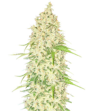 Watermelon Zkittlez Auto fem семена конопли