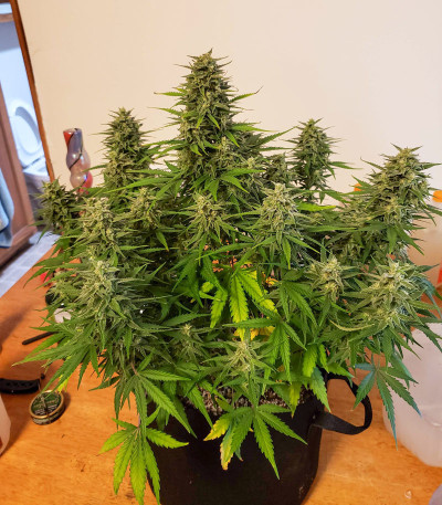West Coast O.G. Auto fem (FastBuds) семена конопли