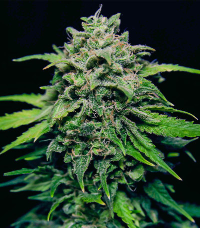 Chem Bomb Auto fem (Humboldt Seed Organization) семена конопли