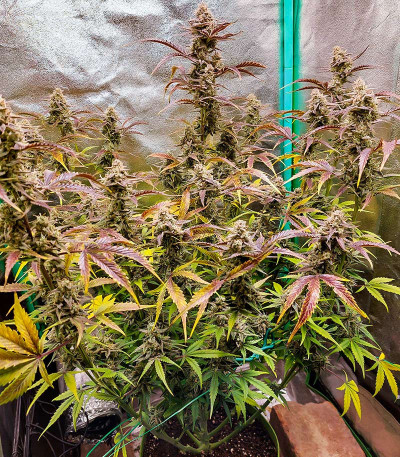 Gorilla Punch Auto fem (FastBuds) семена конопли