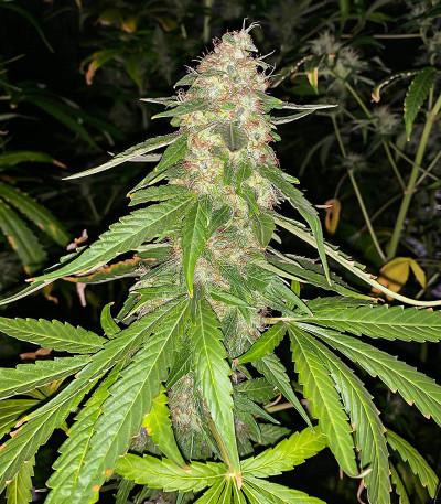 Monster Pebbles (Monster Genetics) семена конопли