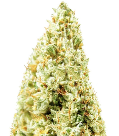 Amnesia Ganja Haze Auto fem (Sumo Seeds) семена конопли