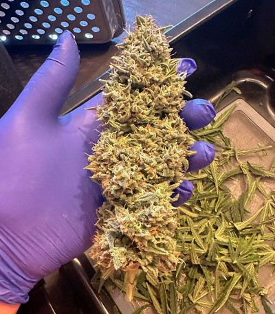 Banana Daddy Auto RBX2 fem (Ethos Genetics) семена конопли