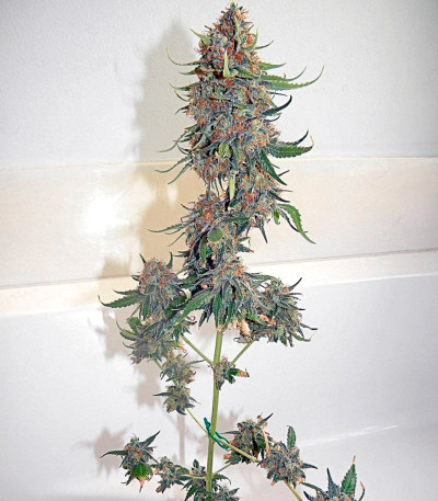 Big Band Max Auto fem семена конопли