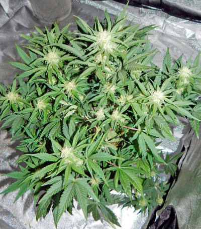 Blue Dream Auto fem (Humboldt Seeds) семена конопли