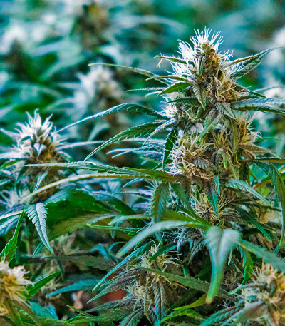 CBD Apple Betty Auto fem (Herbies Seeds) семена конопли