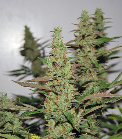 Auto Gagarin Haze fem каннабис