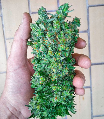 Gelato #33 Fast fem (Advanced Seeds) семена конопли