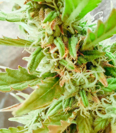 Gelato fem ( Cali Buds Seeds) семена конопли