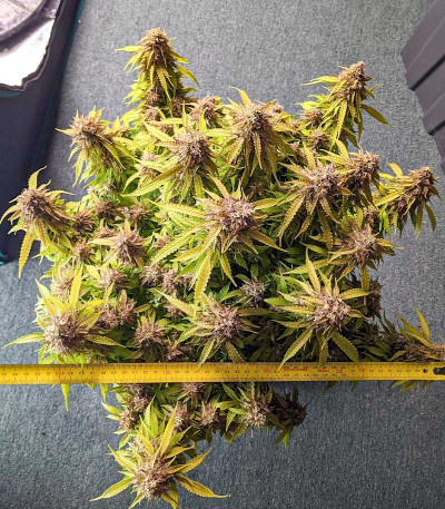 Gorilla Glue Auto fem семена конопли