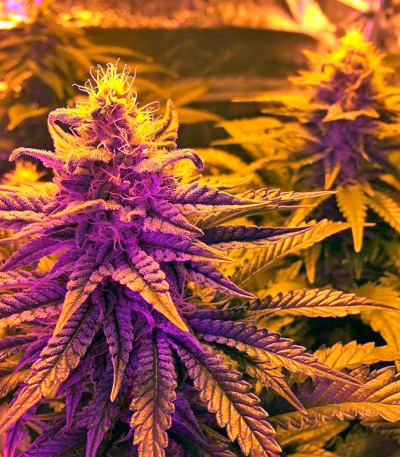 Somango XXL (Mango Skunk) fem (Nirvana Seeds) семена конопли