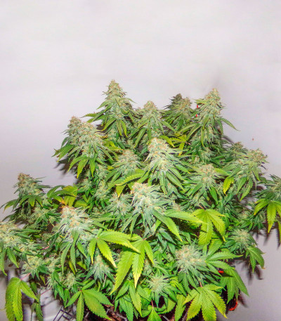 Monster Moby (Monster Genetics) семена конопли