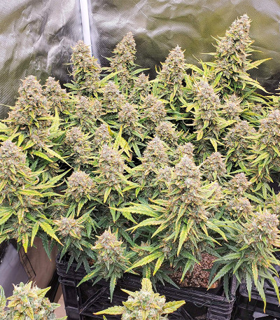 Original Big Bud Auto fem (FastBuds) семена конопли