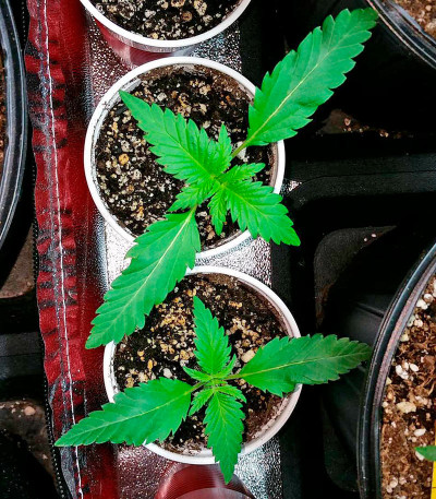 Pre-99 Big Bud fem семена конопли