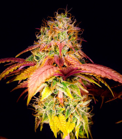 Семена конопли сорта Skunk Amsterdam