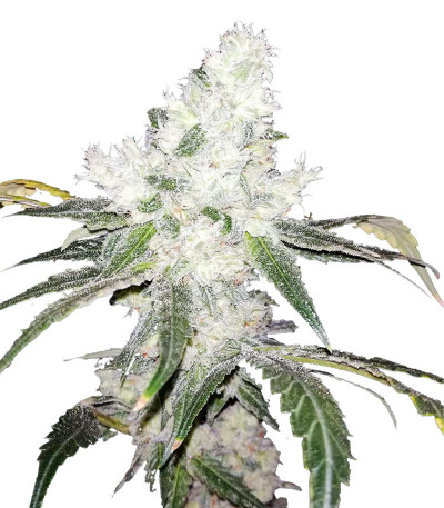 White Widow 47 fem (Kalashnikov Seeds) семена конопли