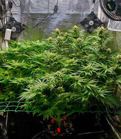 Tropicana Cookies FF fem (FastBuds) семена конопли