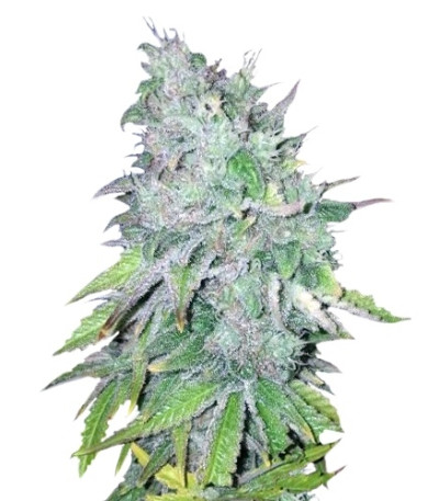 AK 48 reg (Nirvana Seeds) семена конопли