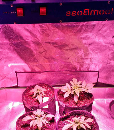 AK-48 Automatic fem (Nirvana Seeds) семена конопли