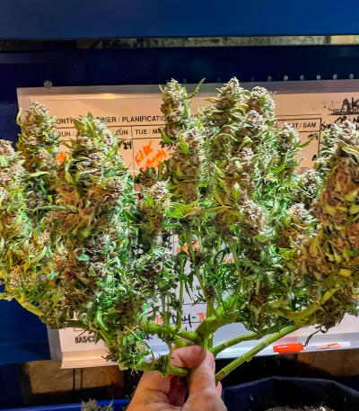 Also Know 47 Autoflower fem (Seedkeepers) семена конопли