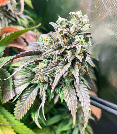 Chem Cookies fem (AlphaFem Seeds) семена конопли