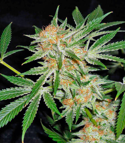 Dinachem fem семена конопли