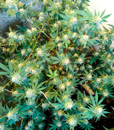 Gorilla Glue # 4 fem ( Cali Buds Seeds) семена конопли