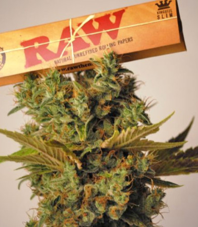 Hammershark fem (Resin Seeds) семена конопли