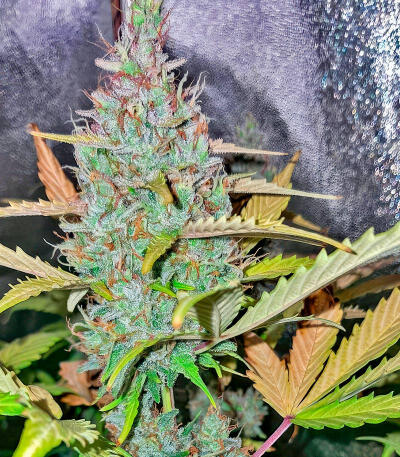 Jack Herer fem (Seedkeepers) семена марихуаны