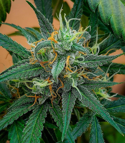 Jealousy Z XL Auto fem (Sweet Seeds) семена конопли