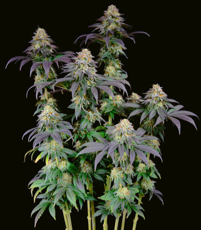 Planet of the Grapes RBX fem (Ethos Genetics) семена конопли