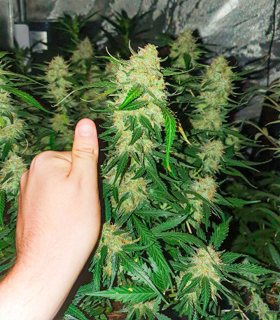 Auto Zkittlez fem (Advanced Seeds) семена конопли