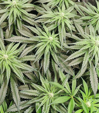 Bubba Kush fem семена конопли